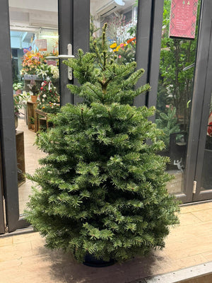 Noble Fir Christmas Tree (Imported from USA) Blossom Florist