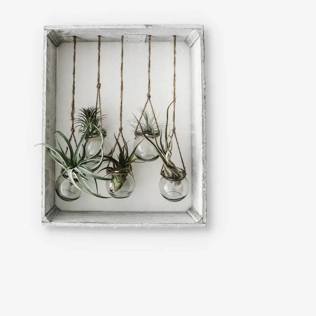 Caring for Indoor Plants A Flower Lover's Guide