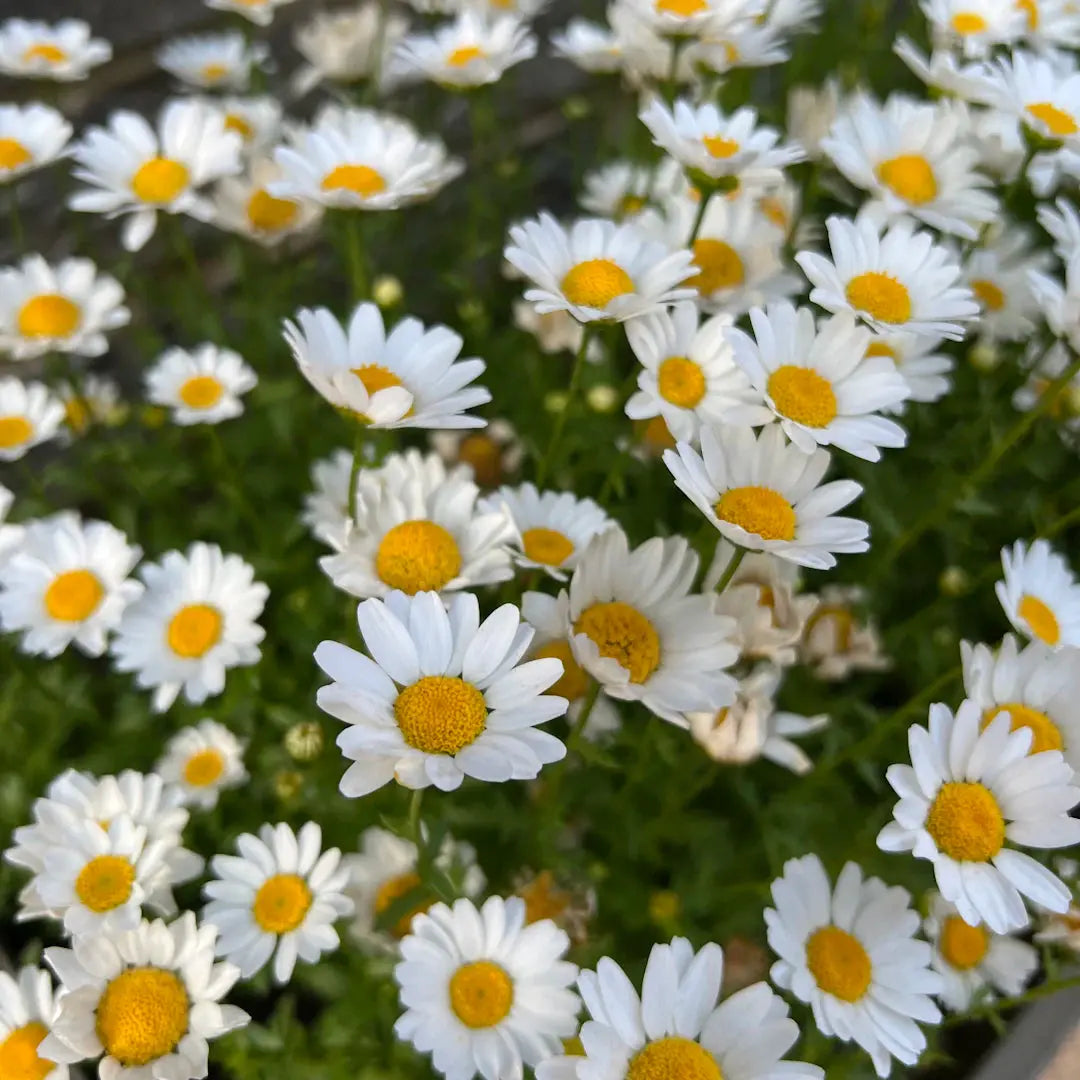 The Benefits of Choosing Eco-Friendly Floristry