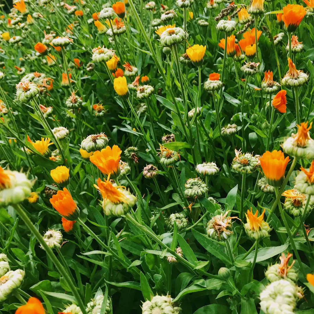 Discovering Sustainable Flowers A Green Journey