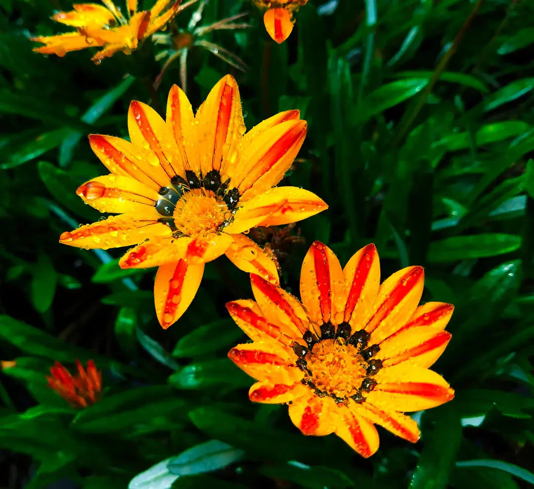 Nature-Inspired Flower Trends That Will Brighten Your Day