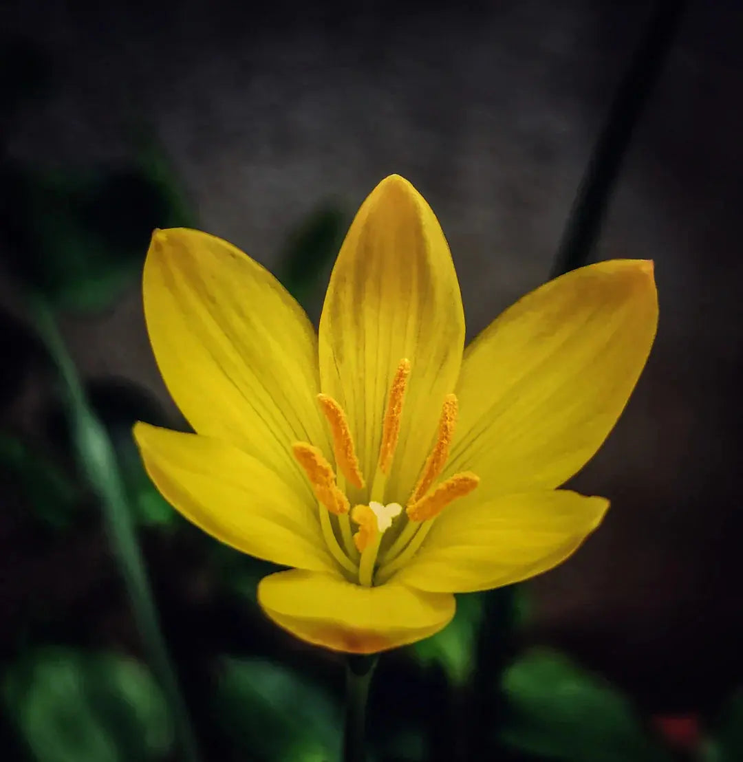 Capture Stunning Floral Photography Like a Pro