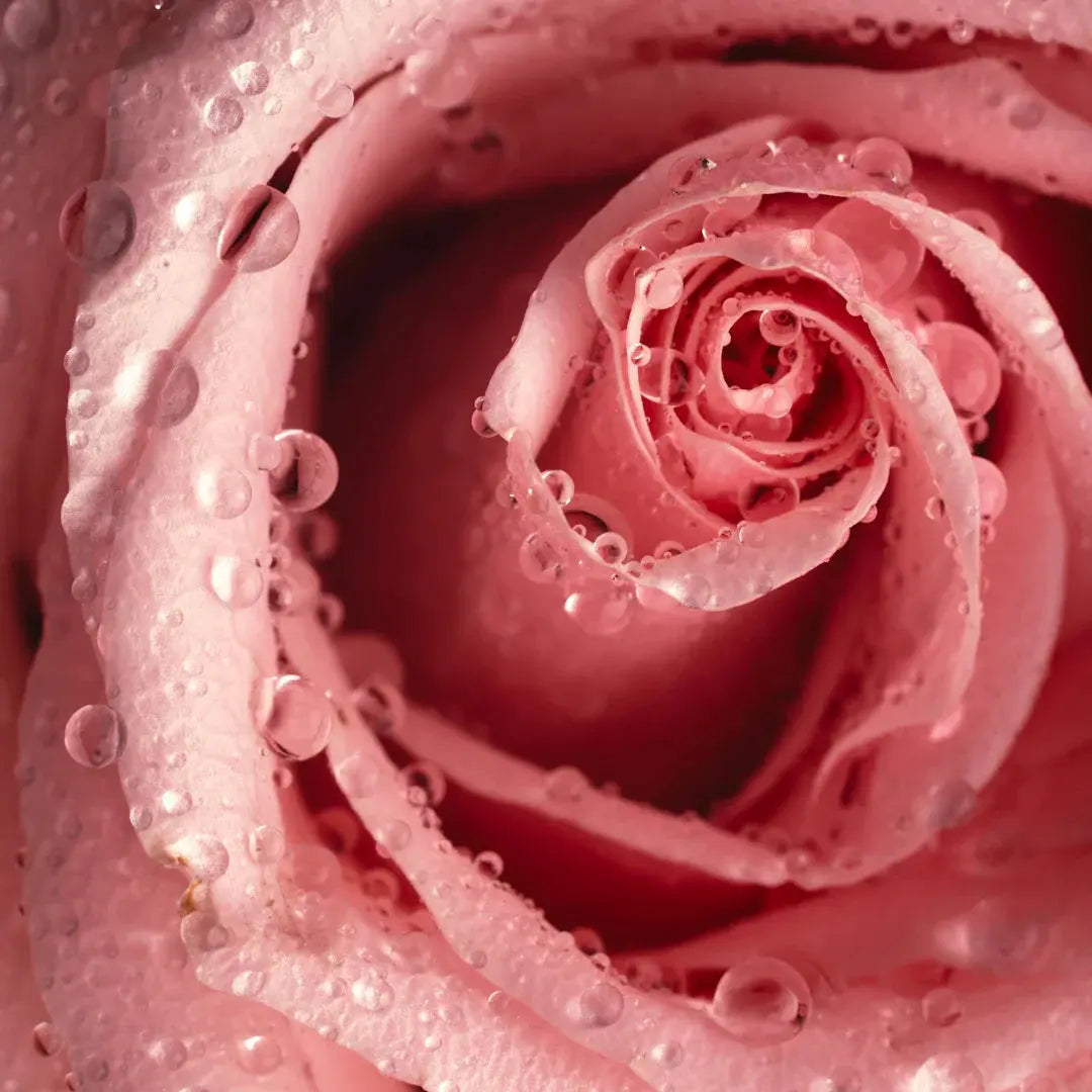Exploring Romantic and Soft Pink Blooms