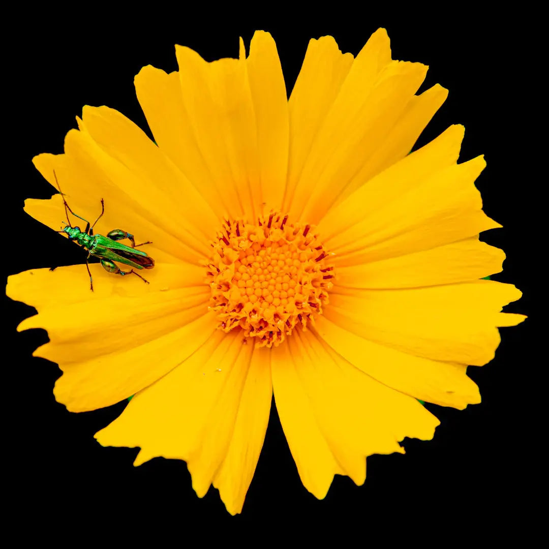 The Environmental Impact of Flower Sourcing