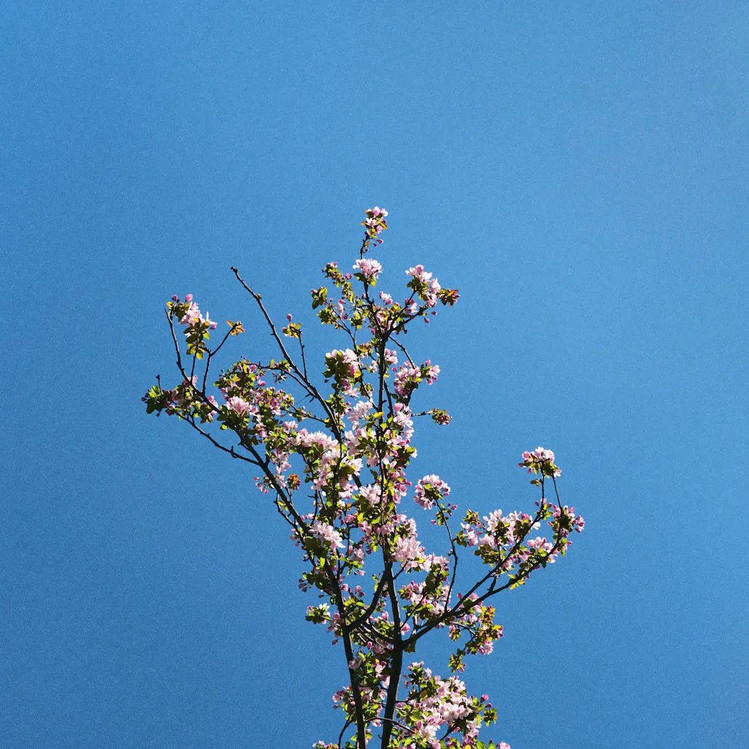 The Beautiful Journey of a Flower Seed to Bloom