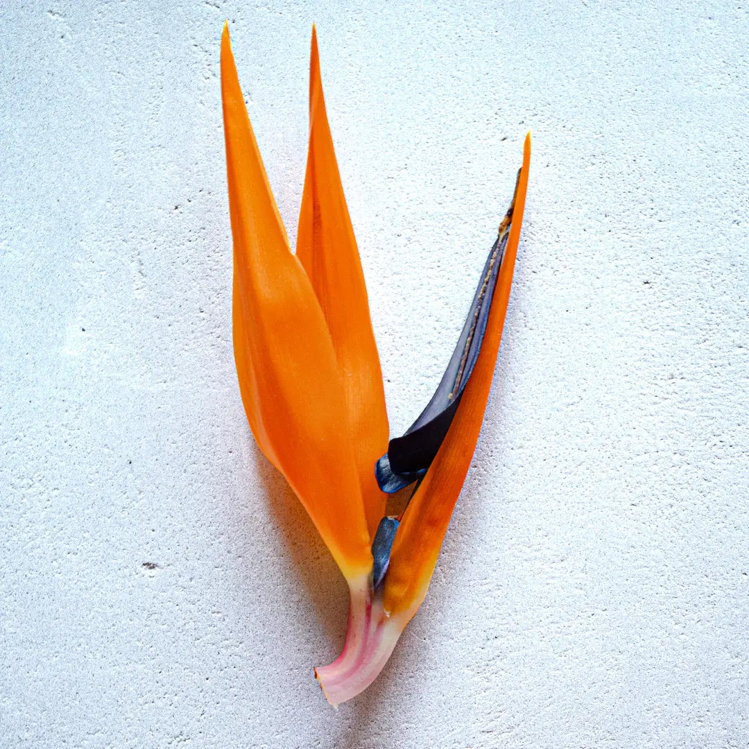 Exploring Exotic Flowers and Their Origins
