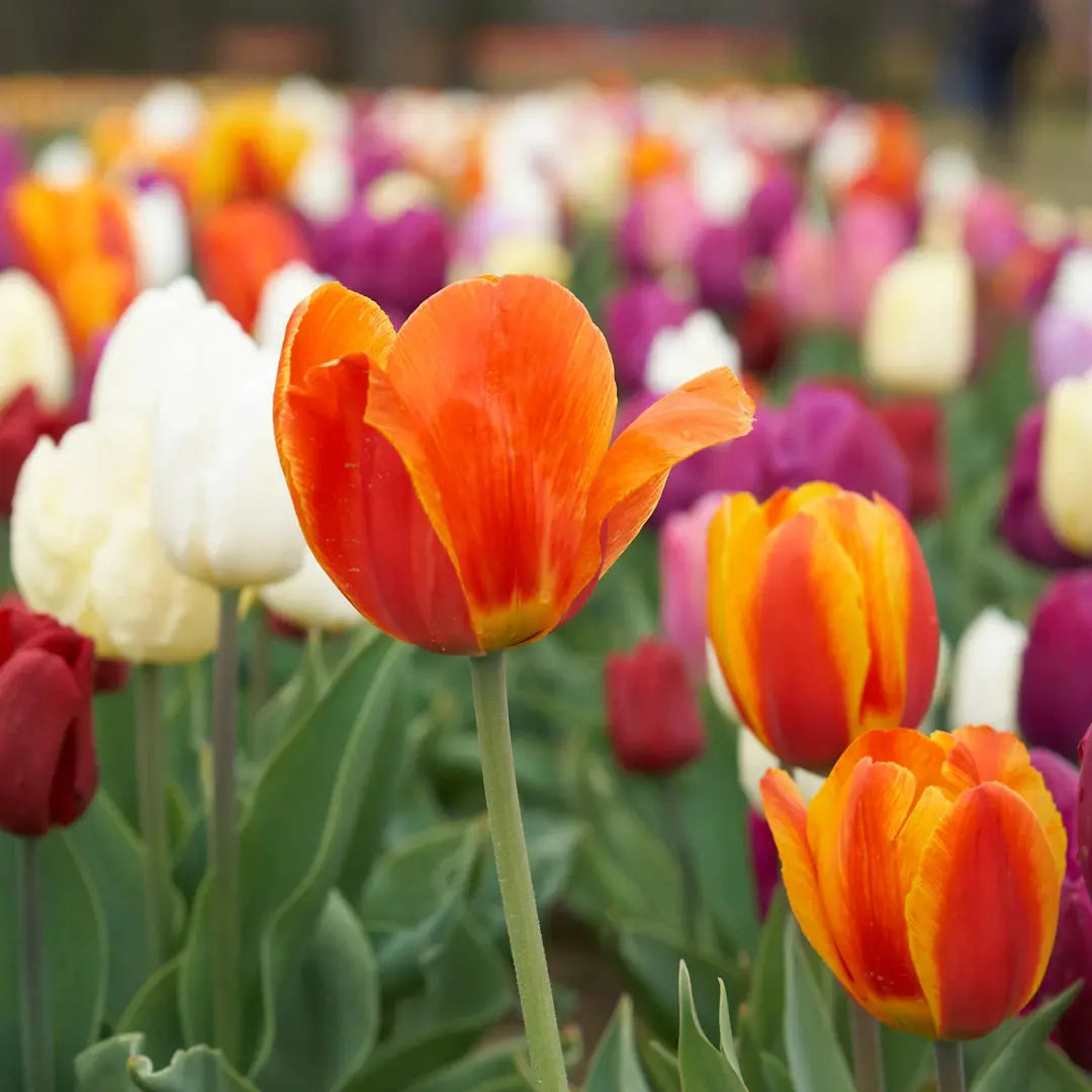 Seasonal Flowers Your Guide for Every Season