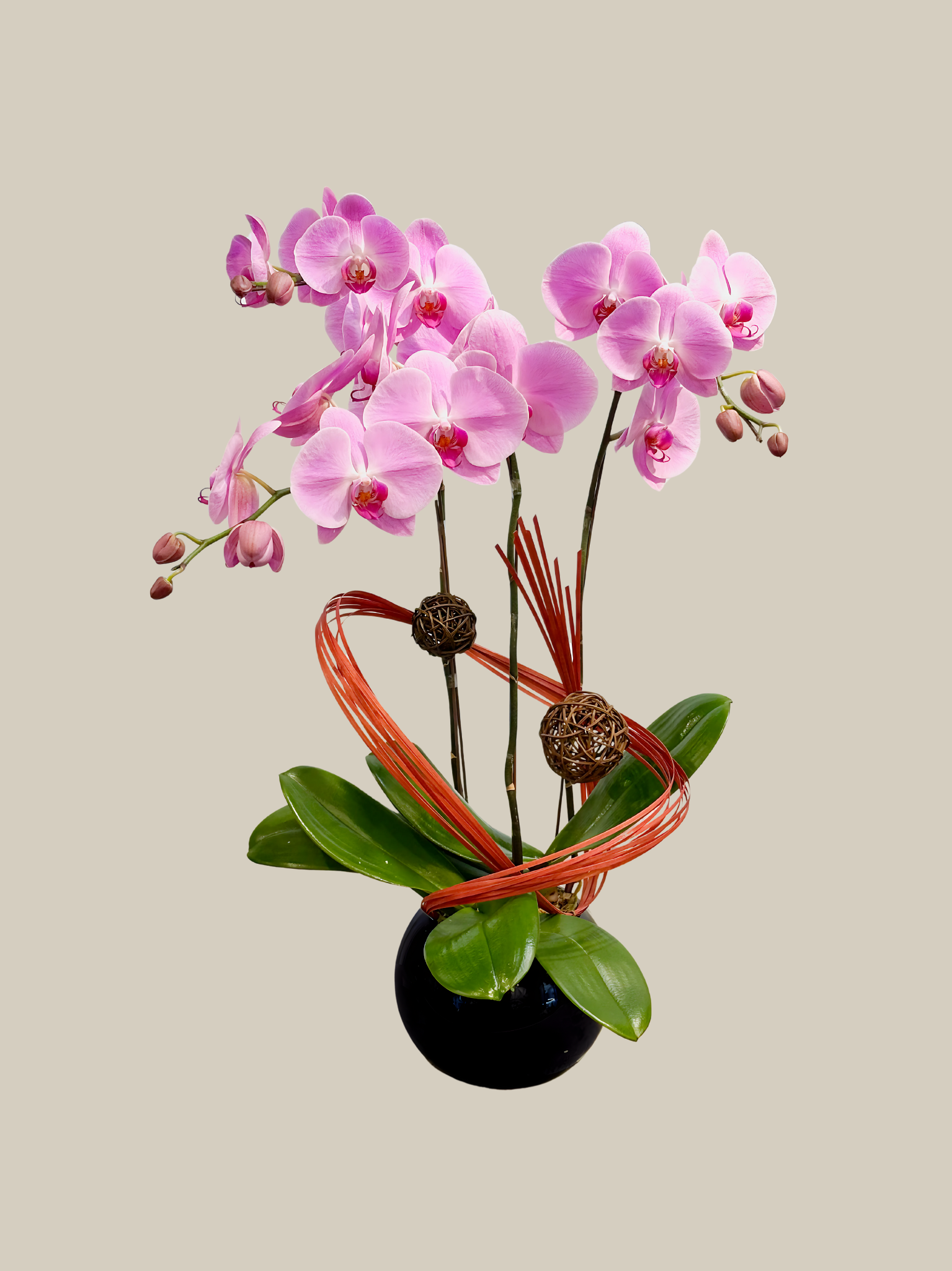 Phalaenopsis Orchid - PINK Blossom Florist