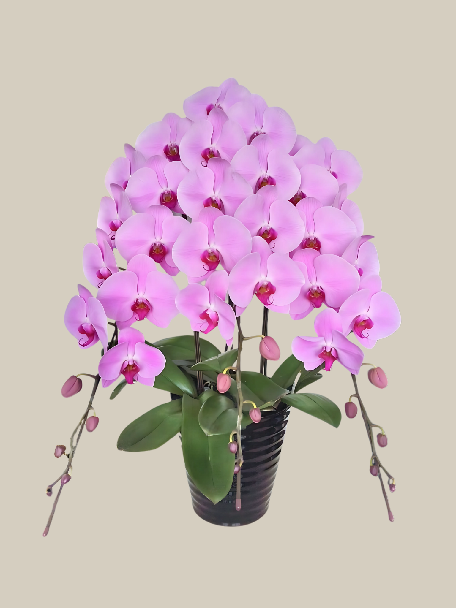 Premium Japanese Orchid - Pink 3 Stems Blossom Florist