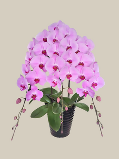 Premium Japanese Orchid - Pink 3 Stems Blossom Florist