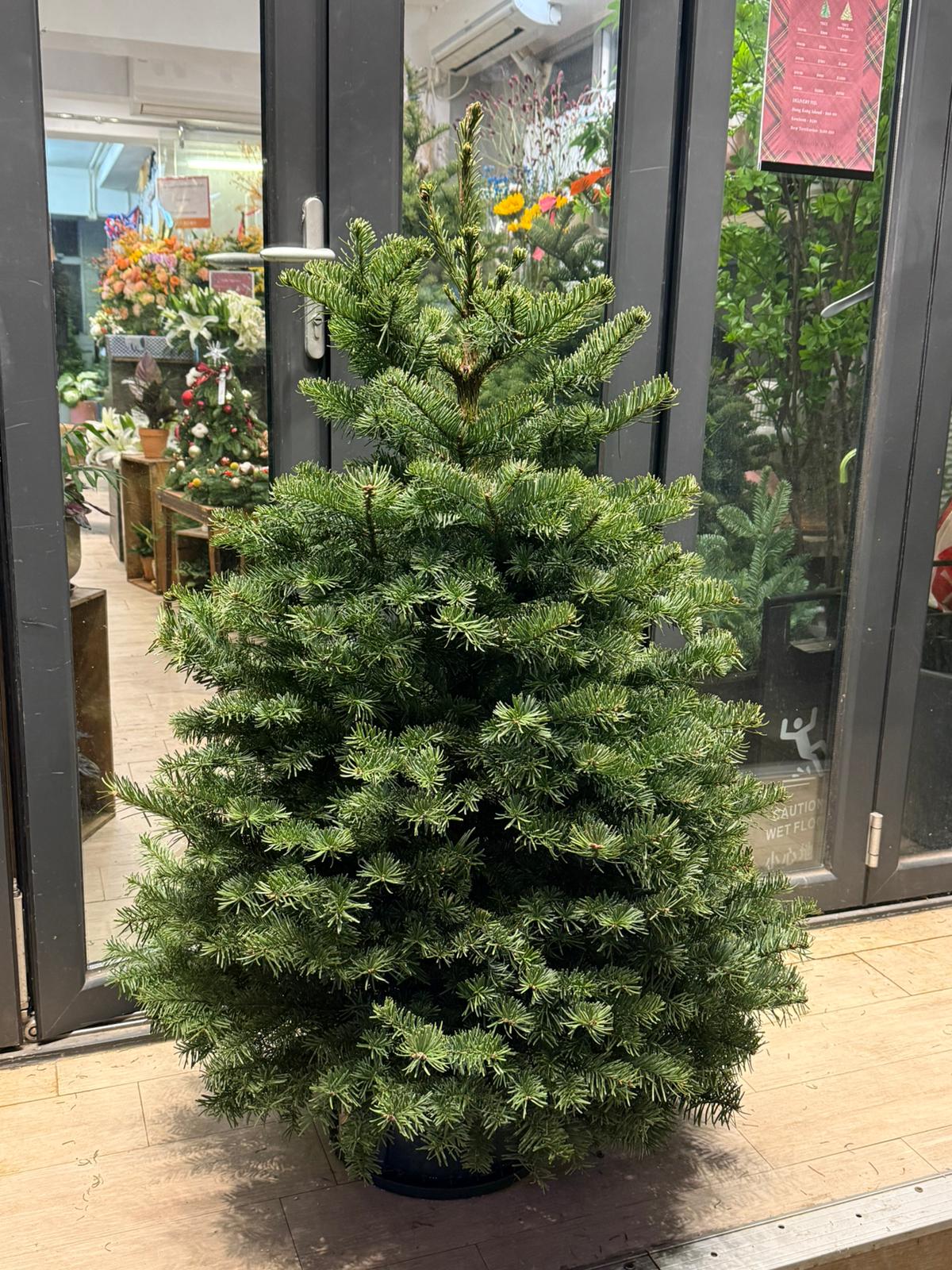 Noble Fir Christmas Tree (Imported from USA) Blossom Florist