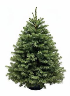 Noble Fir Christmas Tree (Imported from USA) Blossom Florist