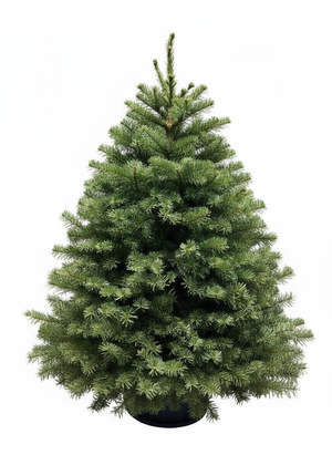 Noble Fir Christmas Tree (Imported from USA) Blossom Florist